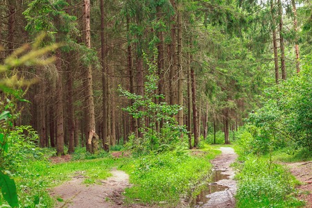 Beautiful wild forest after rain.