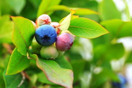 Not ripe blueberry on bush with raindropの写真素材