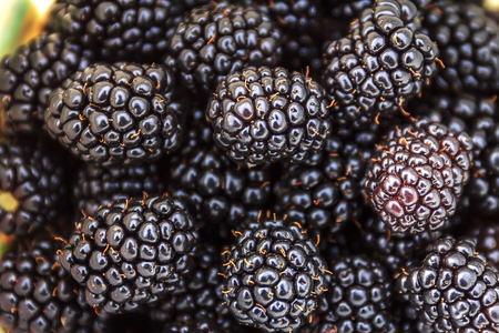 ripe and unripe blackberries on the bush with selective focus. Bunch of blackberries.