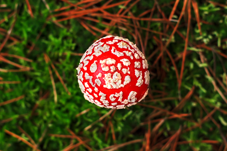 Amanita Muscaria, poisonous mushroom. Photo has been taken in the natural forest background.の写真素材