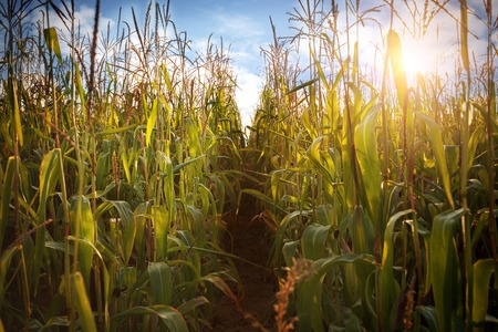 Corn field and sky with beautiful cloudsの写真素材