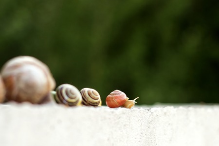 Several snails creep along the fence in the gardenの写真素材