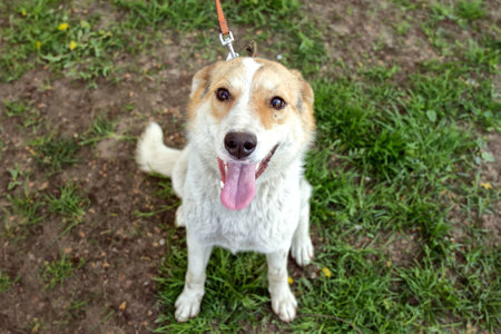 Smiling dog stuck out his tongue outdoors in the grass