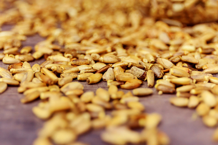 Seeds of a milk thistle Silybum marianum, Scotch Thistleの写真素材