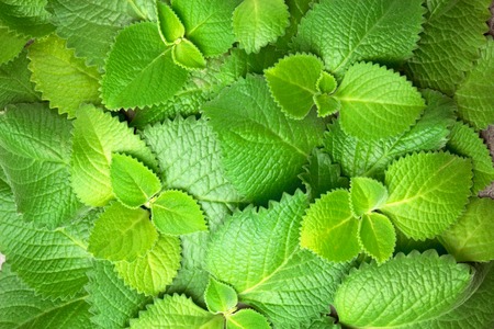 Green fresh Mint leaves, horizontal Background with copy space.