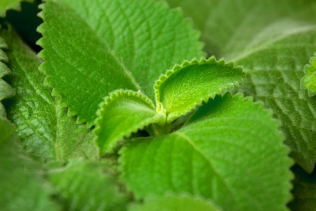 Green fresh Mint leaves, horizontal Background with copy space.の写真素材