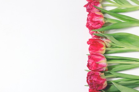Spring red and pink tulips on one side on white background. Wide panoramic floral border with space for textの写真素材