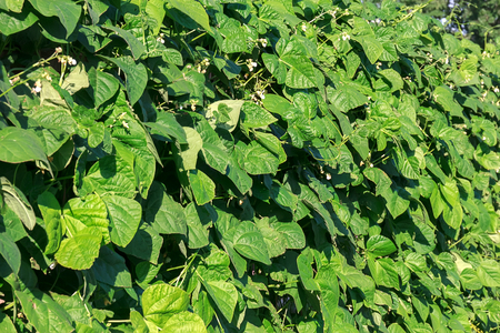 White flowers young beans on curly stems, copy space, background.