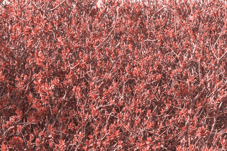 Living Coral color of the Year 2019. Spring leaves background. Ecology natural horizontal viewの写真素材