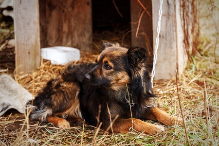 Abandoned homeless stray dog on the dry grass near old wooden houseの写真素材