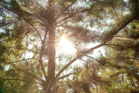 Beautiful summer morning in the forest. Sun rays break through the foliage of magnificent green pine branchesの写真素材