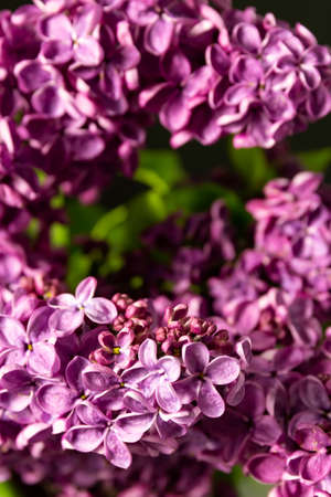 Beautiful flowers of lilac, bouquet on a black background. banner. place for text. copy space.の写真素材