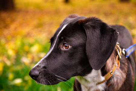 Head of deutsch kurzhaar German short-haired Pointing Dog looking to camera. Colors of several large white spotsの写真素材