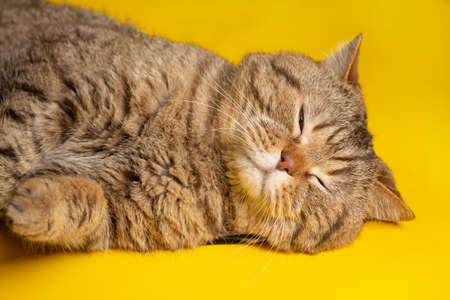Portrait of British shorthair brown cat with big wide face on yellow backgroundの写真素材