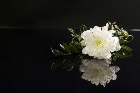 White Chrysanthemum on wet black reflective surfaceの写真素材