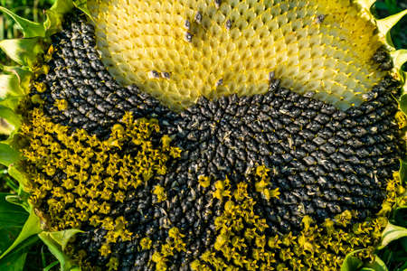A ripe sunflower flower with seeds lies on the grass close-up