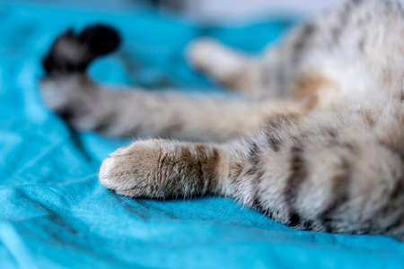 Soft foot and tail of a striped cat close-upの写真素材