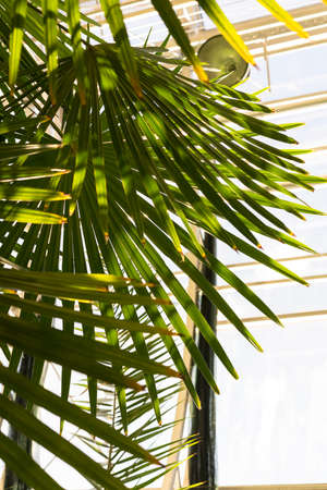 BIOPHILIC trend, green environmentall. Tropical leaves in a winter garden.