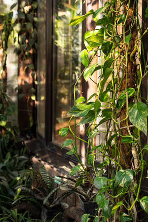 Epipremnum pinnatum is a species of flowering plant in the family Araceae.の写真素材