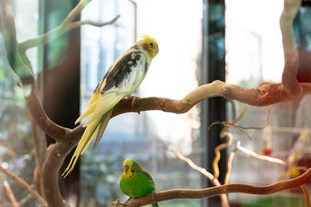 Tropical yellow parrot sits on a branch in a cage and sleeps