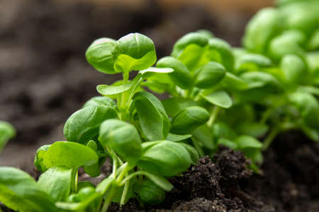 Fresh basil sprouts with green leaves grow from the ground close-upの写真素材