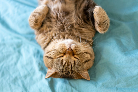 A funny striped British Shorthair cat with a chocolate spot sleeps on a turquoise blanket