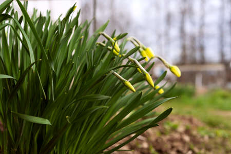 Narcissus poeticus. Buds of tender spring daffodils bloom in the spring. Green beautiful bush close-up.の写真素材