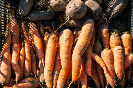 The harvest of carrots and beets was put in a box for transportation. Agricultural work in autumn....