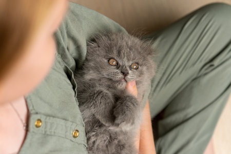 The girl holds a kitten of the Scottish breed in her arms. Animals in the house, animals with children, friendship of people and animalsの写真素材