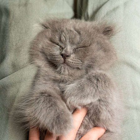 A gray fluffy kitten of the Scottish Fold breed sleeps in a girlの写真素材