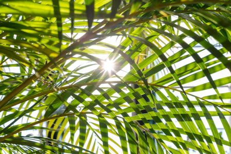 Rays of the sun through the leaves of a palm tree in the winter garden.の写真素材
