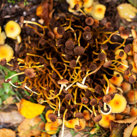 Futuristic Yellow sulfuric flower mushrooms, oats, woody mushrooms. Yellow mushrooms and old boards...