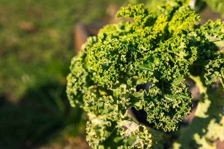 Close-up of fresh green curly kale growing in a vegetable garden, rich in nutrients and perfect for healthy, organic eatingの写真素材