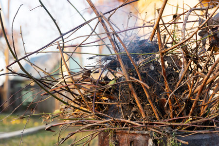 A metal container filled with burning dry branches and twigs, emitting smoke in a green garden settingの写真素材