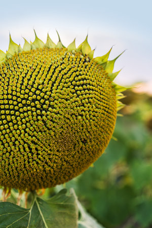 Closeup detail of a sunflower head with a rich texture of seedsの写真素材