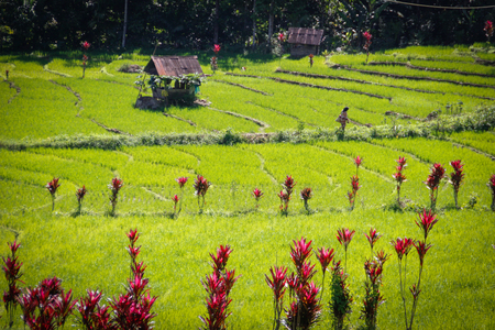 Rice paddies and traditional Indonesian houses on Sumatraの写真素材