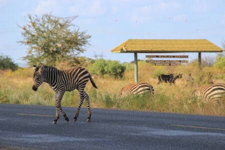 Tsavo National Park, Kenya - January 19, 2015: Zebras cross the road in Tsavo National Park. Kenyaの写真素材