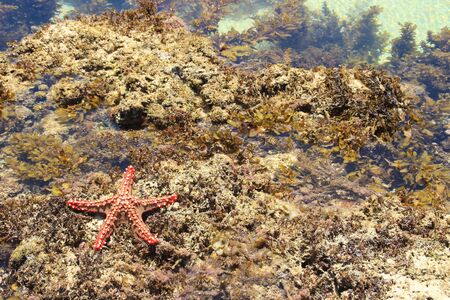 Red starfish. Indian Ocean Coast, Diani Beach, Kenya, Mombasa, Africa