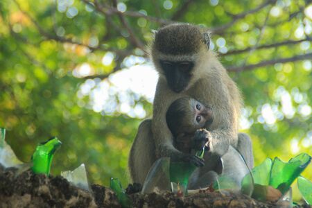 Lovely and touching mom and baby monkeys. Care and love. Motherhoodの写真素材