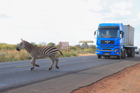 Tsavo National Park, Kenya - January 19, 2015: Zebras cross the road in Tsavo National Park. Kenyaのeditorial素材
