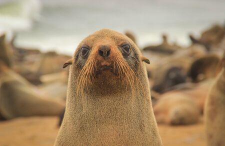 Fur seal puppy on the beach of the Atlantic Ocean. Namibia. Africaの写真素材