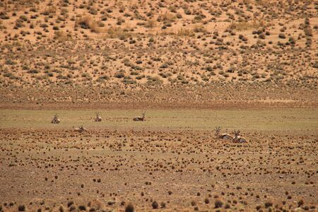 Deserted dry orange landscape of Namibia and resting antelopes in the background.の写真素材