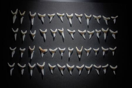 Shark teeth spread out on a black background