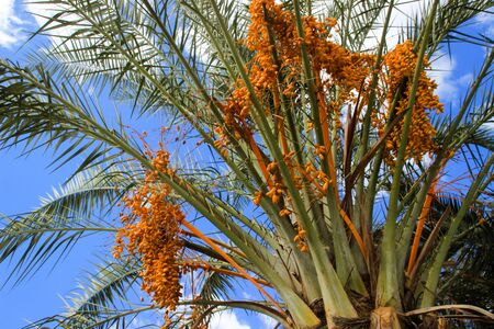 Unripe Yellow Date Fruits on Date Palm