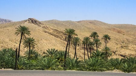 A piece of oasis with tall lush palm trees in the middle of the Iranian desert.の写真素材