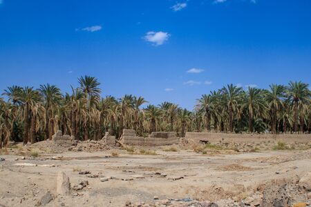 A piece of oasis with tall lush palm trees in the middle of the Iranian desert.の写真素材