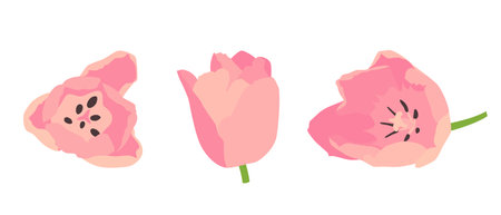 Set of pink tulip buds. Vector illustration on a white background.のイラスト素材