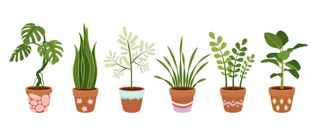 Set of large indoor plants in beautiful pots. Vector on white background.のイラスト素材