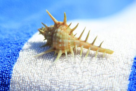 Sea shell on towelの写真素材