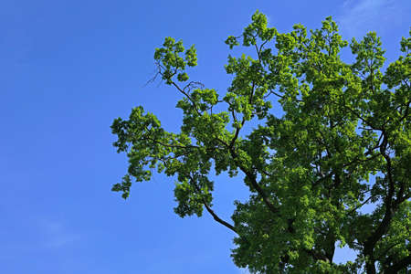 oak leaves on the blue sky backgroundの写真素材